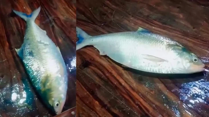 ১০ হাজার ৫৫০ টাকায় বিক্রি হলো ‘রাজা’ ইলিশ